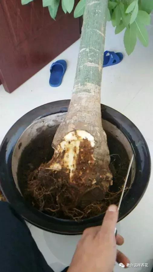 换盆不修根,等于白换,再怎么换也不好使!