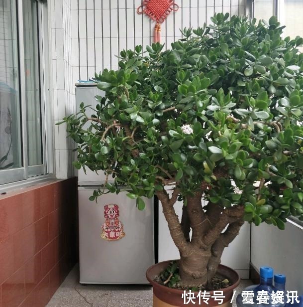 4种“便宜花”,多修剪少浇水,养成高价盆景,价格翻倍