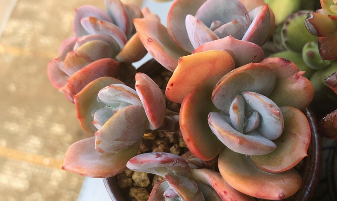 如果不说是白凤,大家能认得出来吗?控养的白凤,完美逆袭