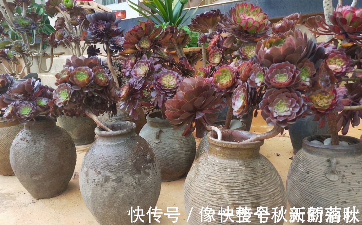 十多年前的老坛子,收集起来打孔改造,用来种多肉可不是一般的美