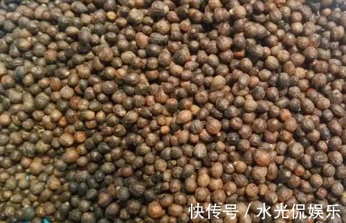 枕头|山上摘点这玩意塞枕头,比荞麦皮养生多了,一挨枕头就睡得香甜!