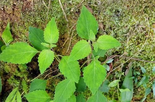 农村一种野草，人称“肝之草”，价值珍贵，是民间治“肝炎”良方