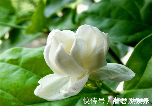 护肤|聪明的女性都在吃4种食物，排毒护肤，降压减脂，预防子宫早衰