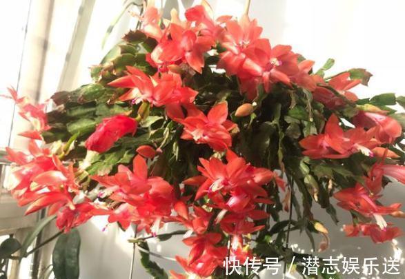 肥料|蟹爪兰能晒太阳吗合理见光,长叶多花开爆,怪不得自己养不好