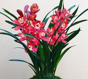 养花，3种过期食品可使花卉枝繁叶茂