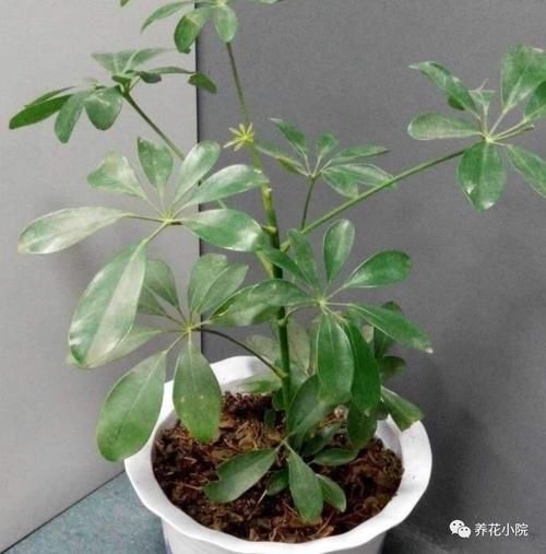 养鸭脚木，这个位置“剪一刀”，长得枝繁叶茂，株型更美观