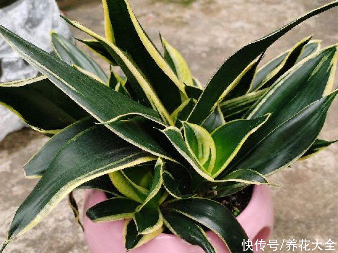 蝴蝶兰|7种花，立秋后换盆，秋冬才能越养越好