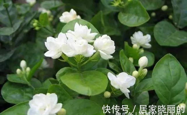 茉莉花|这“3种”植物,花香四溢,抑制异味,家里养1盆,空气更清新!