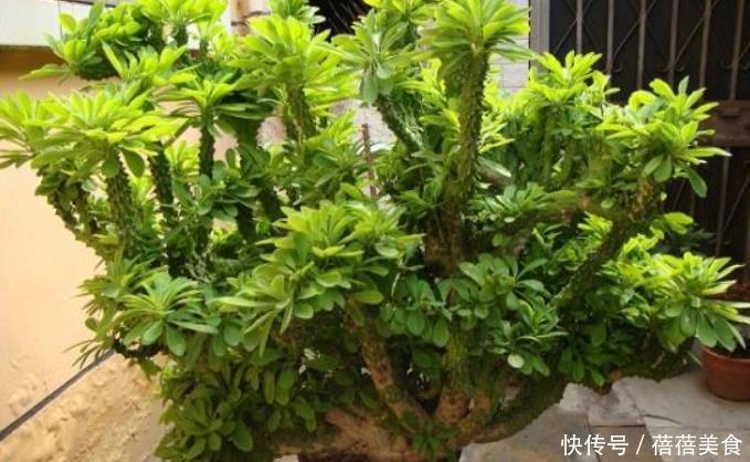 3种花冬季要“虐待”,最好一点水也不要浇,浇水反而会烂根!