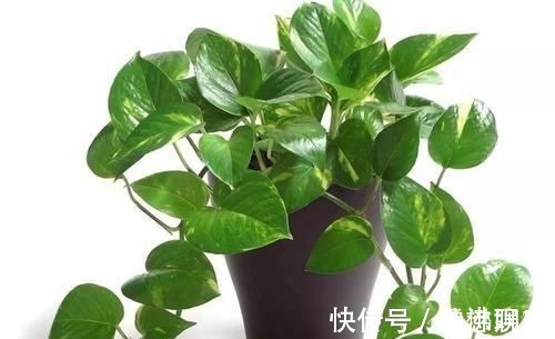 室内|17种适合生长在弱光处的室内植物,可以摆放在家里的任何角落