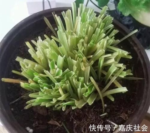 婆婆把花的叶子全“剪掉”,儿媳不理解,10天后花卉越养越旺