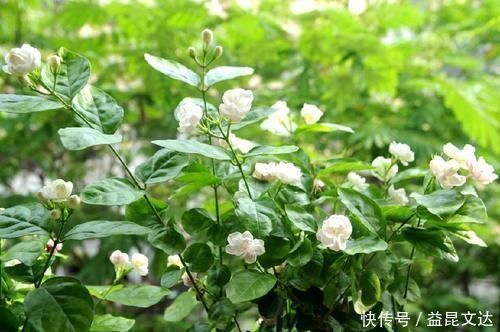 茉莉花|茉莉花就是个老酒鬼，一周喝一次，叶片绿油油，花开一朵朵