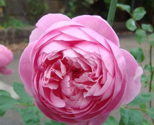 喜欢菊花,不如养盆“高档玫瑰”铃之妖精,似艳牡丹,美娇娘!