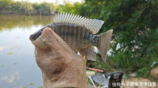 清道夫|这2种鱼已成功“入侵”我国，吃货也束手无策，钓到该如何处理