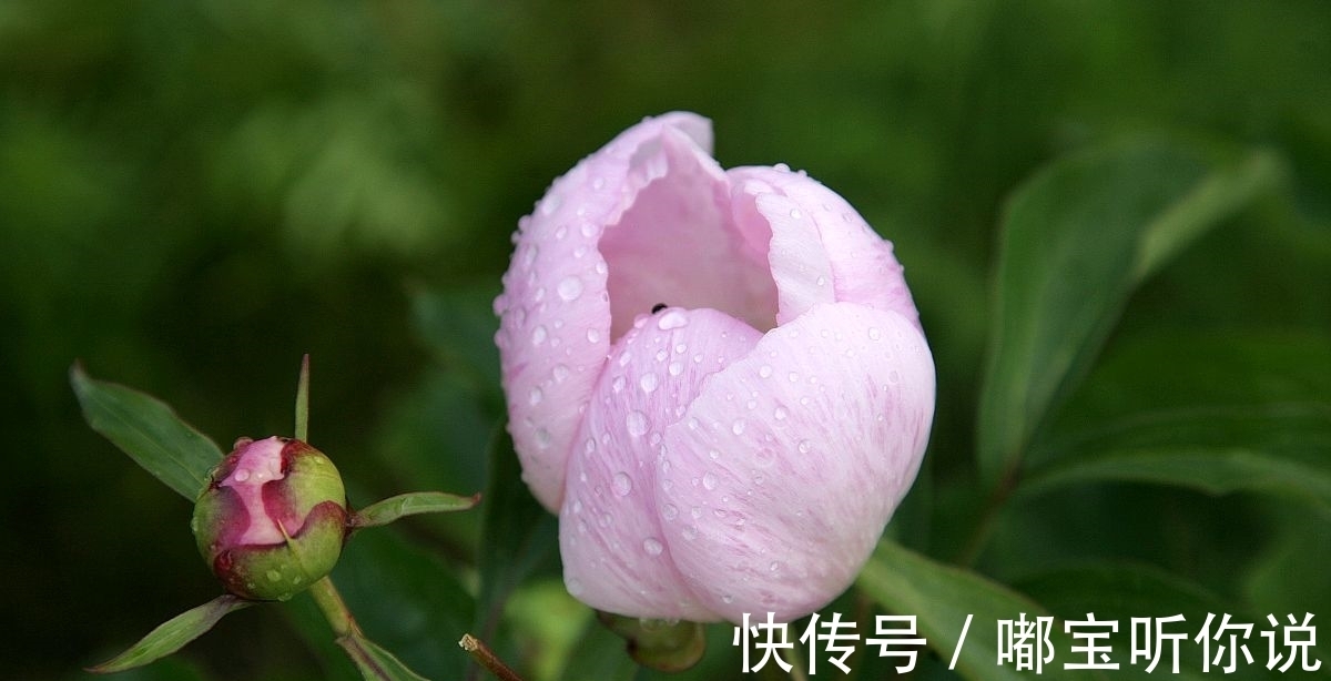 金大业&为花长把新春恨。辛弃疾作于立春日的一首蝶恋花,值得欣赏