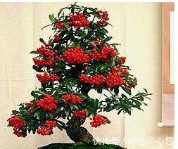 客厅这2种“耐旱树”，20天不浇水，叶片反而“更加肥”，真省心