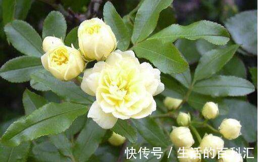 花卉|8月20日-9月4日,庭院选这几款花,喜庆又艳丽,个个开花漂亮