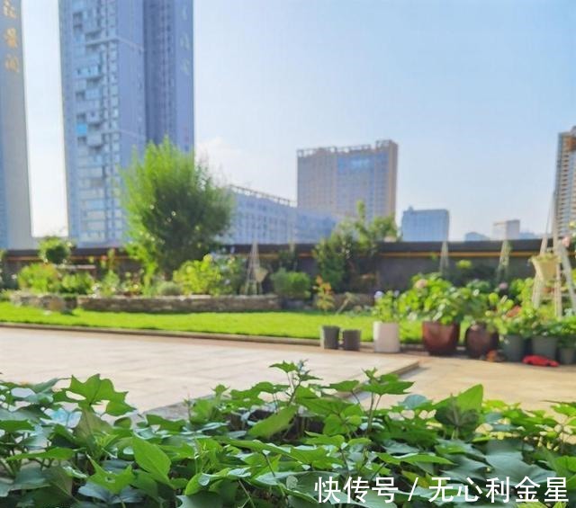 矾根|为了300㎡露台花园，毫不犹豫买了这房子，在城市屋顶过上田园生活！