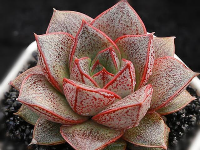 连续阴雨天褪色也不明显的5种多肉，颜色美丽，简单好养