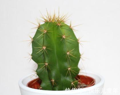 这5种花,过冬一定要少浇水,都有一个共同的特性