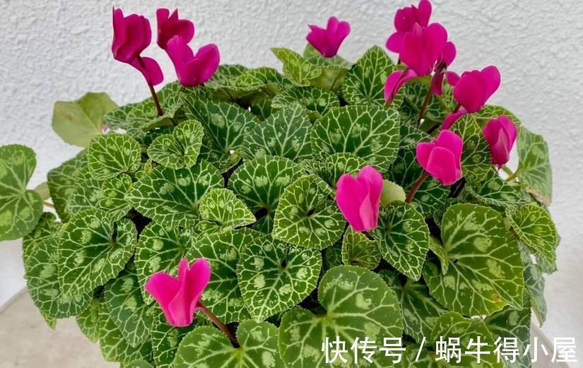 强光|养仙客来,施肥、光照、浇水,掌握住门道,开花才又多又美