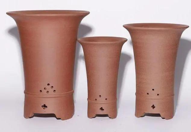 家里养盆虎皮兰，小花盆、挤着养，疯狂开花爆小崽！