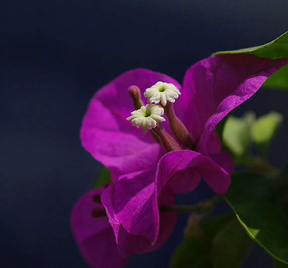 三角梅不开花喝了3种“催花水”，冒满枝的花，花开娇艳爆满盆