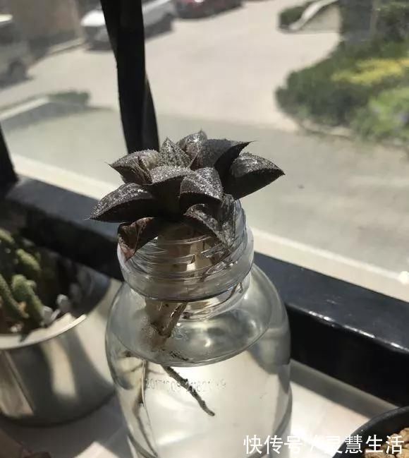 这3种花养不好,赶紧扔水里,越长越来劲