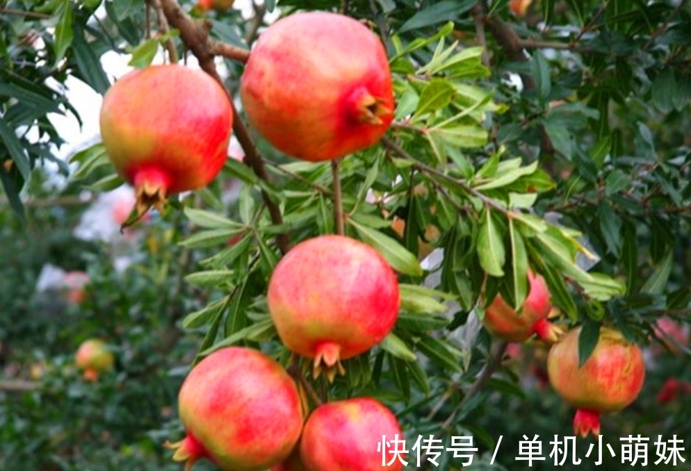 子孙|民间俗语“院中有五树，子孙一直富”，说的是什么树？依据是什么