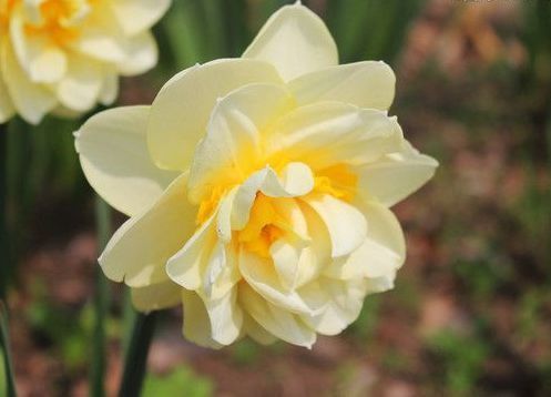 最有仙气的几种花,迷人的花朵,花朵大花期长,比牡丹还美