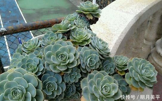 肉友|新人肉友慎入的这几款多肉,你了解多少,知道为什么吗?