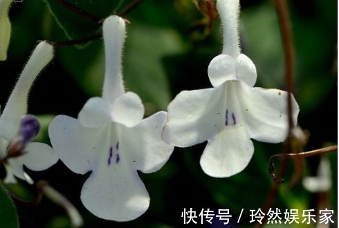 唐宇|喜欢菊花,不如养“精品名菊”唐宇霞辉,似落日霞光,冷艳香凝!