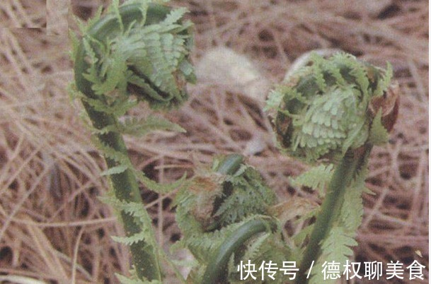 观赏植物|山上常见野菜，做来吃简单美味又健康，此野菜还能杀虫，更健康