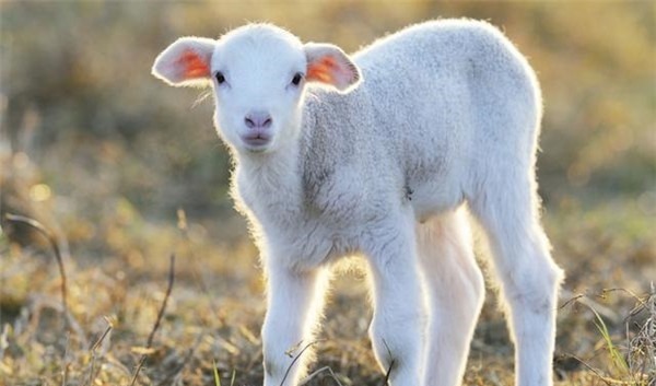 属羊|属羊的人在这八个吉日出生，一生富贵荣华，财禄厚重