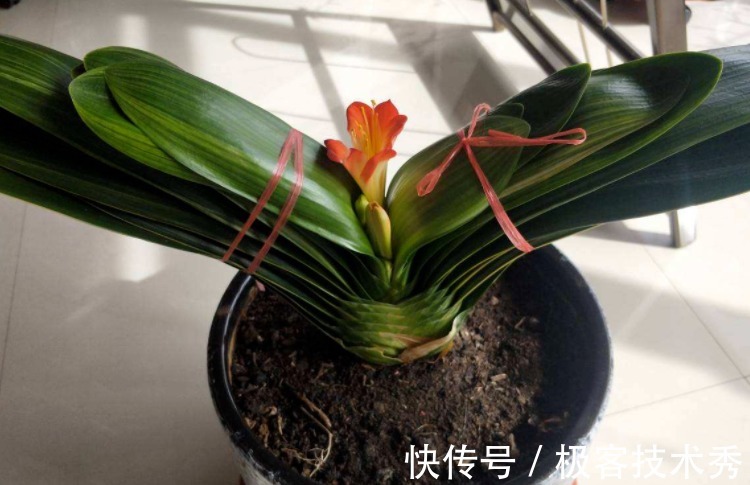 君子兰“夹箭”开花难看,该怎么办?从这些地方下手“抢救”吧