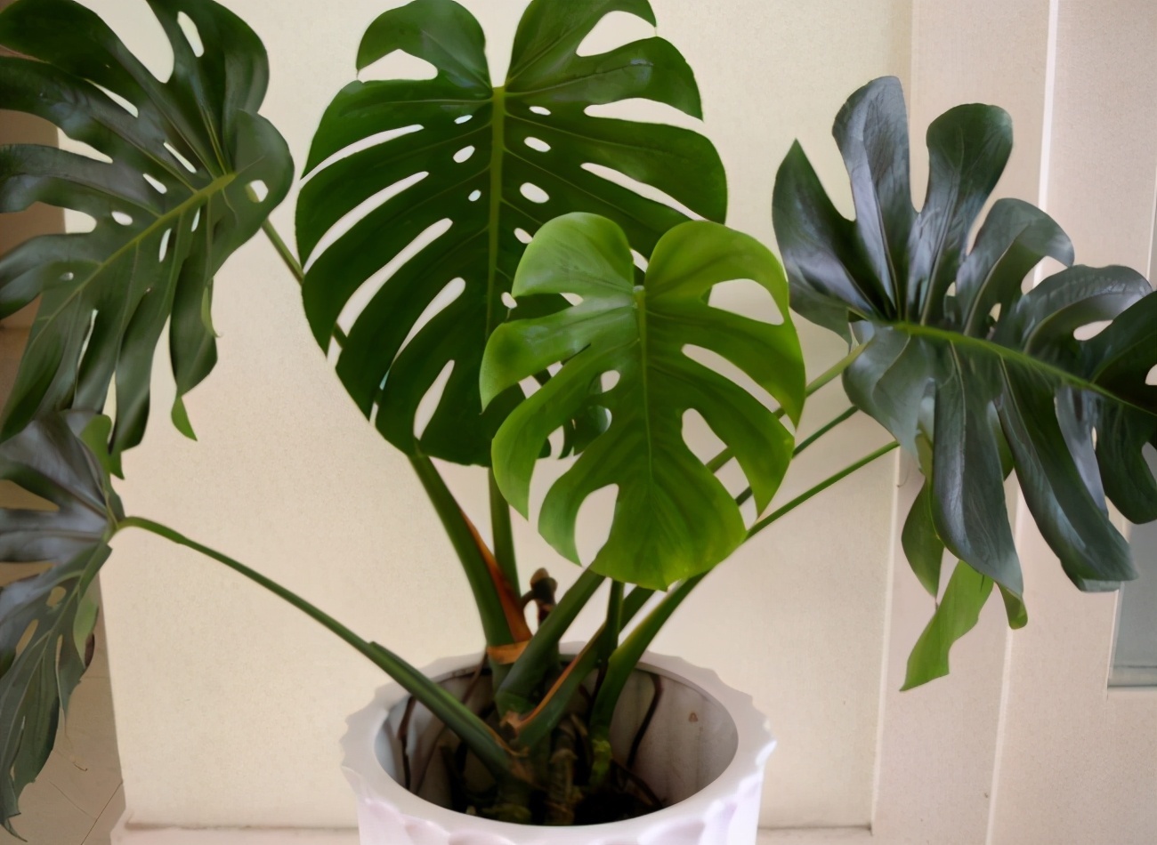 养护|这4种“旺运花”,寓意好、颜值高,养一盆是真不错!