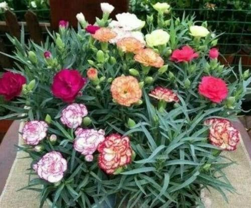 阳台适合养3种花,人养花,花也养人,解毒败火,家家必备!