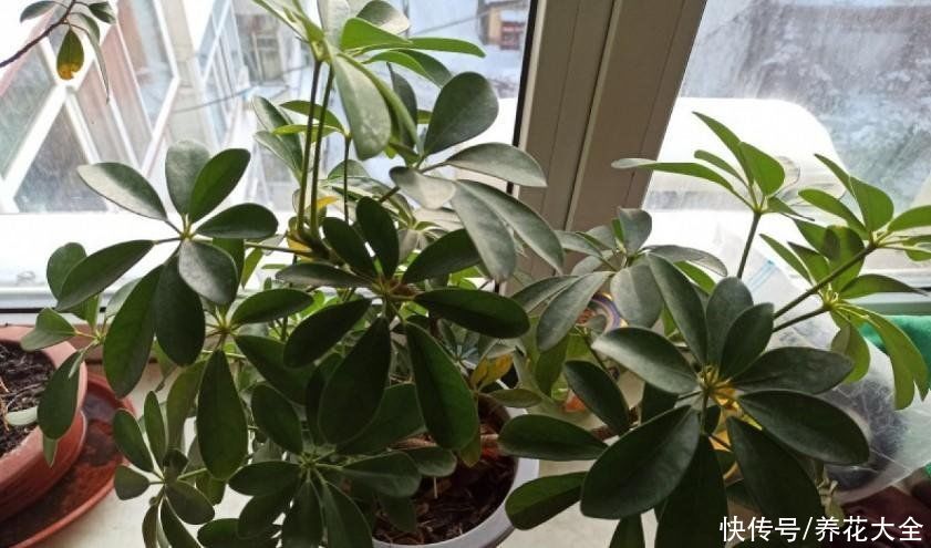 养护鸭掌木的3个技巧，枝繁叶茂，叶子绿油油的