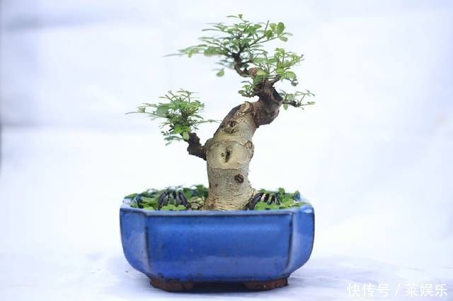 枝条|网友分享的白蜡微型盆栽,室内摆件精品盆栽,快来一睹为快