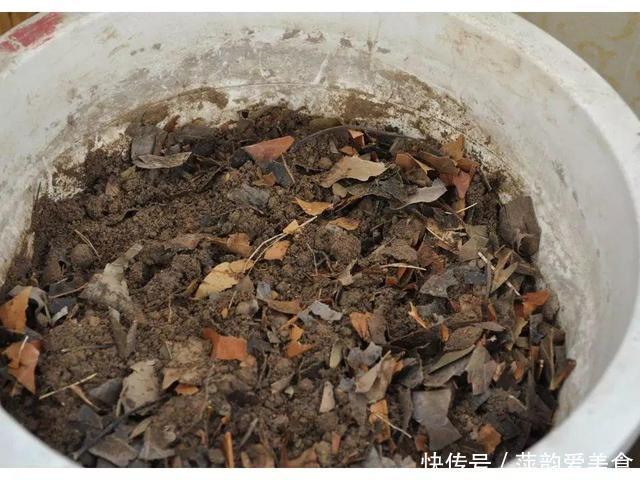 路边捡点它,开水一烫扔盆里,养花10年不烂根!