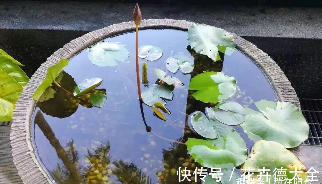 水深|“水中女神”睡莲的生长期档案，在最恰当的时机栽种与收获！