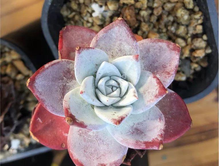 多肉法师不但长得快,颜色艳品种多,越看越喜欢!