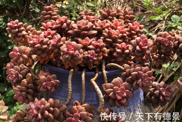 肉友|秋老虎为什么容易伤多肉?因为它冷峻的外表下藏着一颗炽热的心