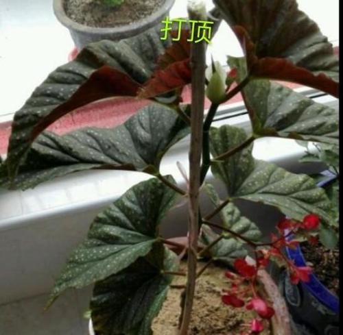 竹节秋海棠养殖方法有哪些？