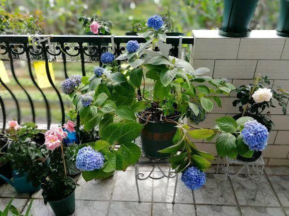 长寿月季花后赶紧剪一刀,剪完就开花,一直剪一直开!