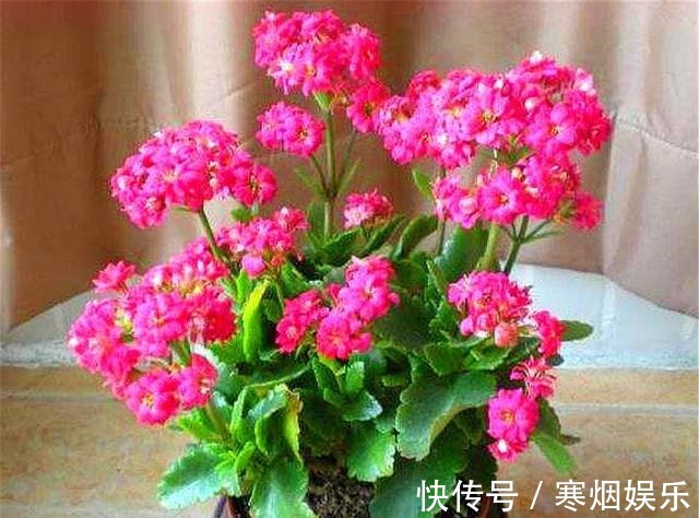 这种长寿花,叶片独特花朵漂亮,不烂根易养护,1年开花300天