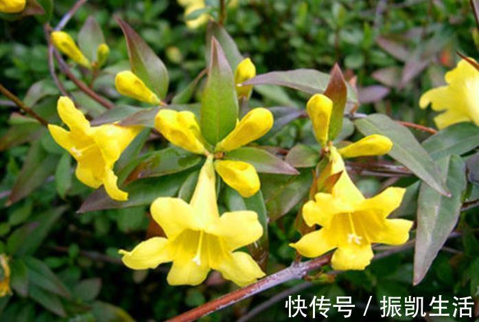 叶片|5种花冬天再冷也不怕，年前搬进室内，过年就开花，喜庆又漂亮！