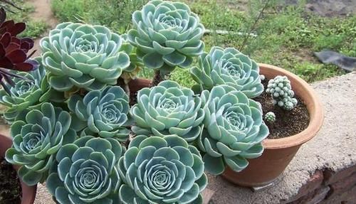 浇水|露养多肉，别只求“不死”了，这么办保管越来越美！