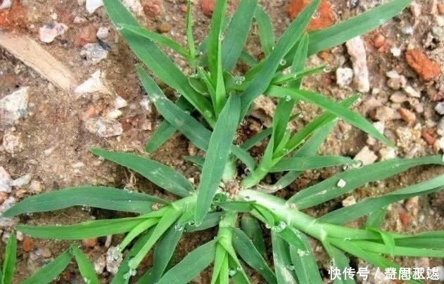 城市人|有两种野草在农村随处可见,总是被视而不见,却是很珍贵的药材