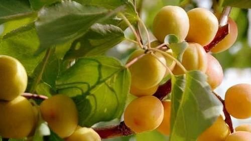 疏通血管|吃了更年輕的食物，不可忽略，疏通血管，降壓降脂，抗菌消炎